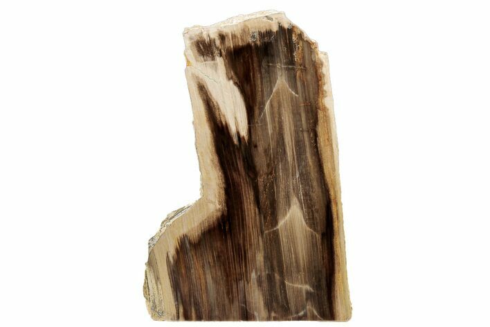 Polished, Petrified Wood (Metasequoia) Stand Up - Oregon #193609